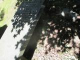 image of grave number 729866